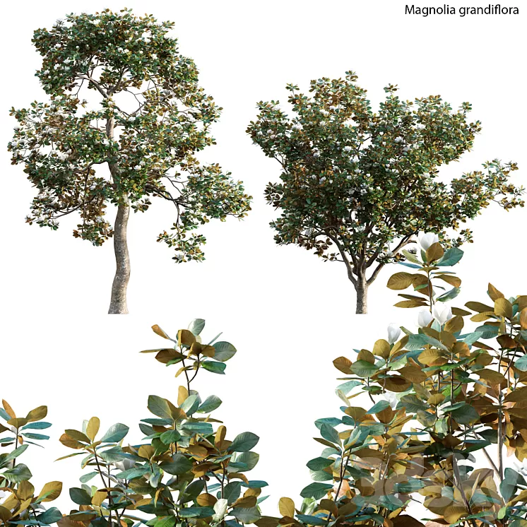 Magnolia grandiflora 02 3D Model