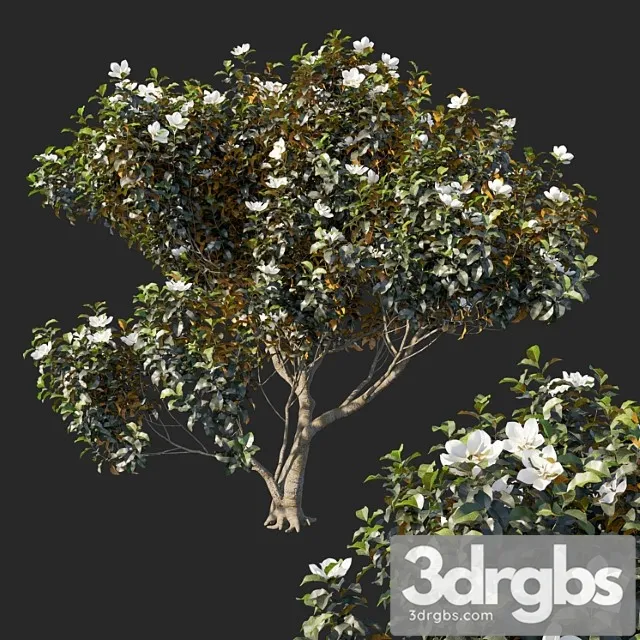 Magnolia Grandiflora 04 1 3D Model Free