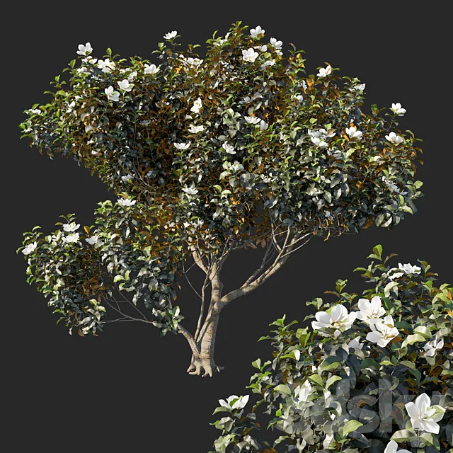 Magnolia grandiflora 04 3D Model