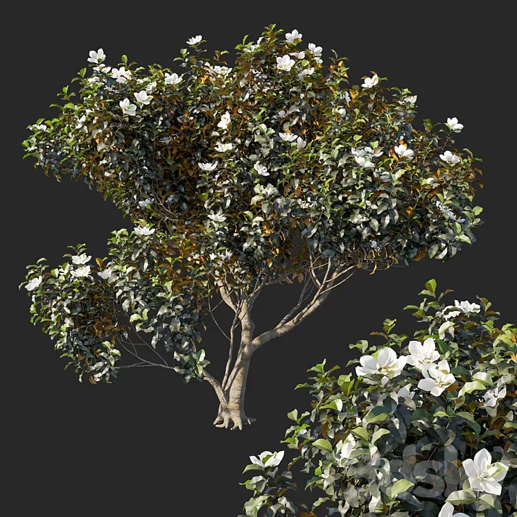Magnolia grandiflora 04 3D Model