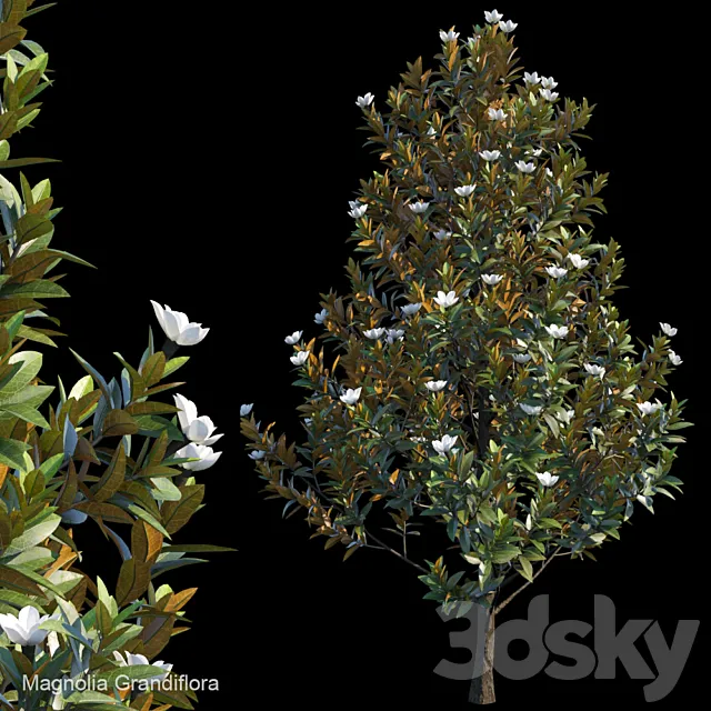 Magnolia Grandiflora 3D Model