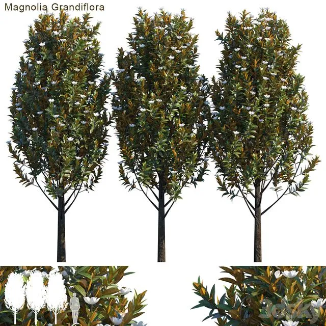 Magnolia grandiflora 3D Model