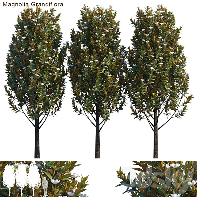 Magnolia grandiflora 3DModel