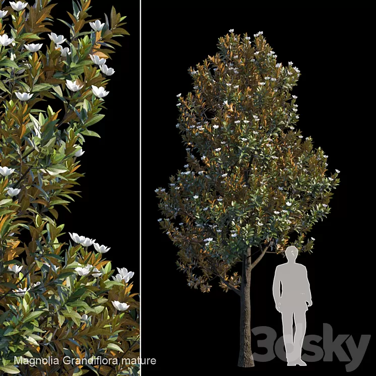 Magnolia Grandiflora mature 3D Model
