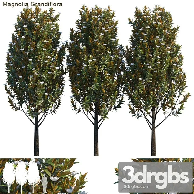 Magnolia grandiflora_3