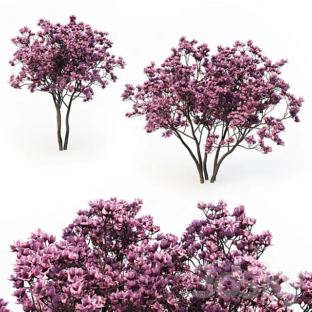 Magnolia Liliflora (3m) 2 Tree Set Free Download