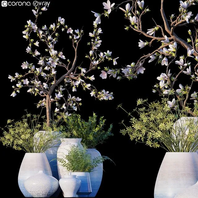 Magnolia Microsorum pteropus 3D Model