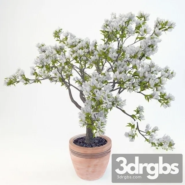 Magnolia Soulangeana 3D Model Free