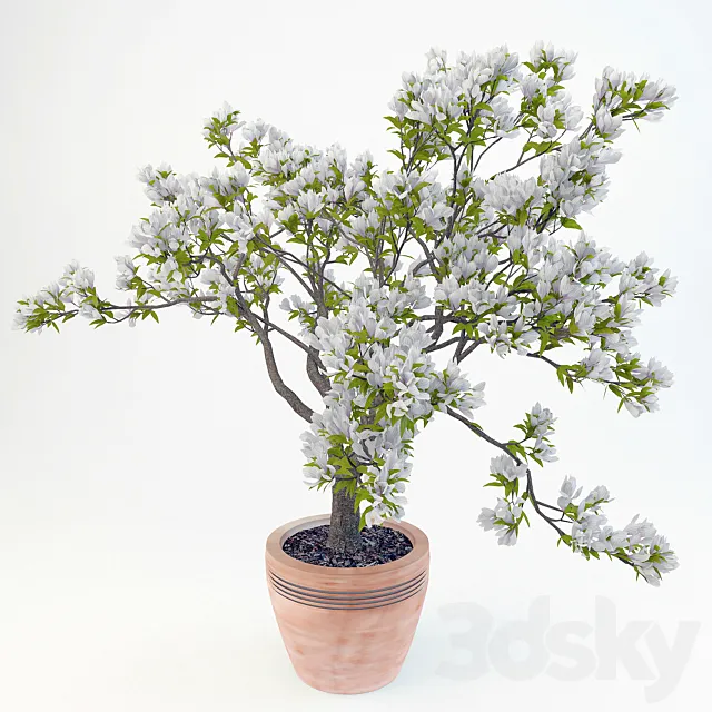 Magnolia Soulangeana Free Download