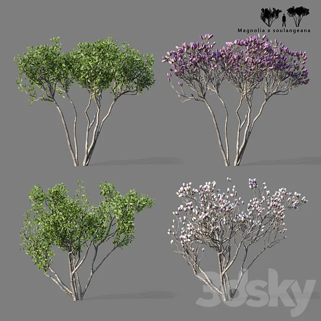 Magnolia Sulange 2 tree | Magnolia x soulangeana 3D Model