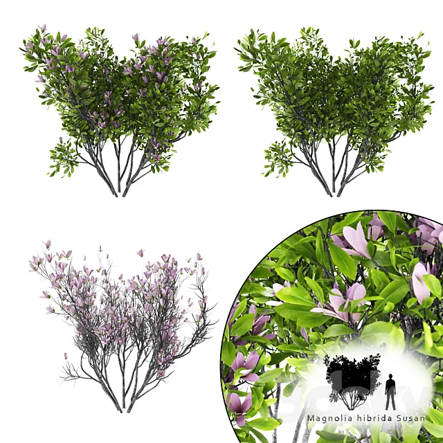 Magnolia Susan bush | Magnolia hibrida Susan 3D Model