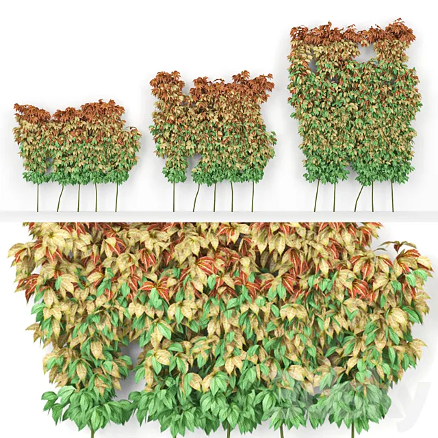 Maiden grapes five-leafed parthenocissus quinquefolia 3DModel