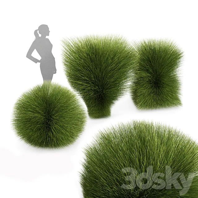 Maiden Grass Miscanthus sinensis Gracillimus Tuin Grassen 3D Model
