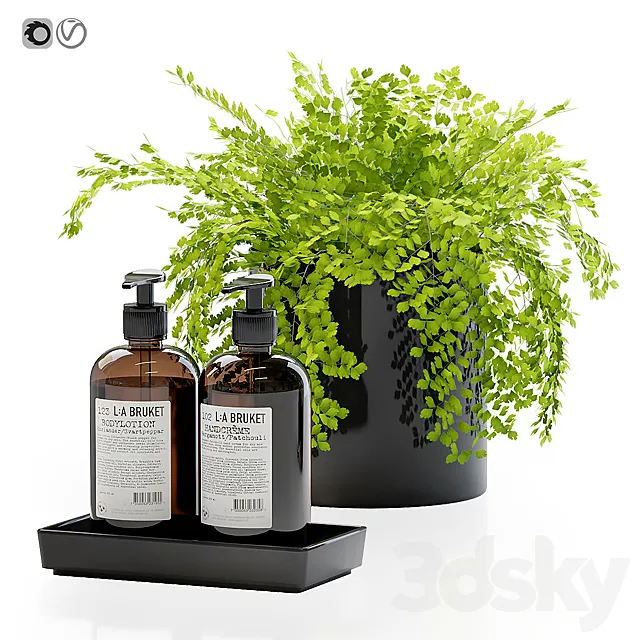 Maidenhair ferns adiantum tenerum capillus veneris with decor set for bathroom Free Download