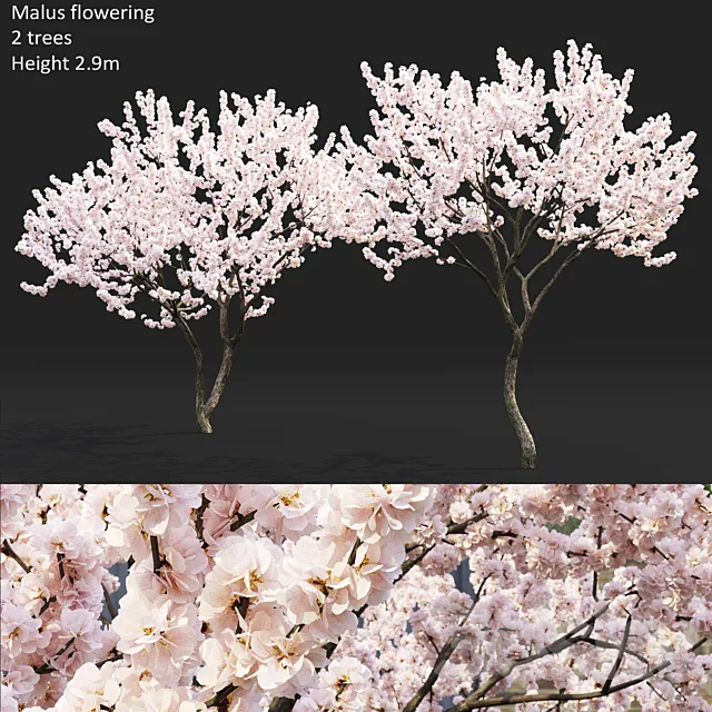 Malus flowering # 4 3D Model