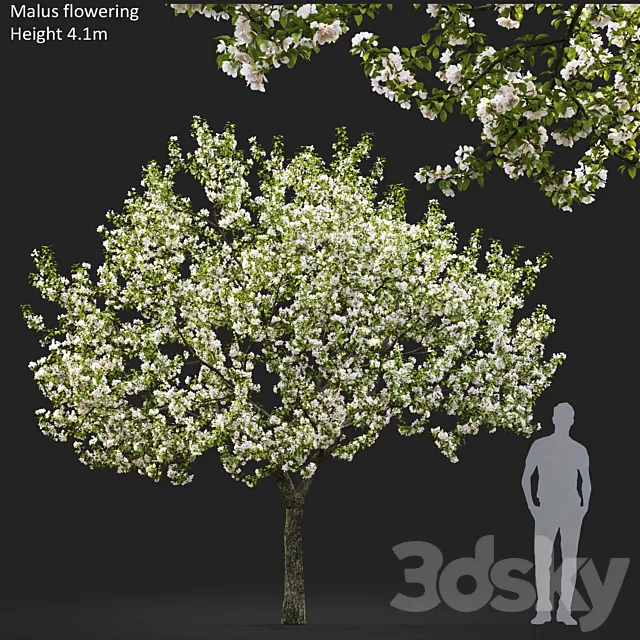 Malus flowering # 5 3D Model