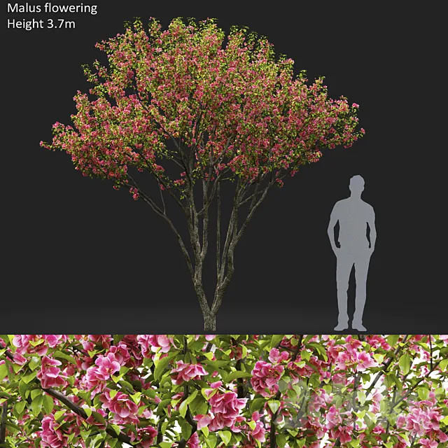 Malus flowering # 6 3D Model
