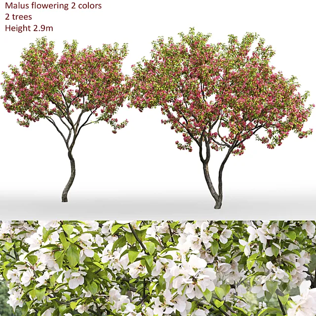 Malus flowering # 7 3DModel