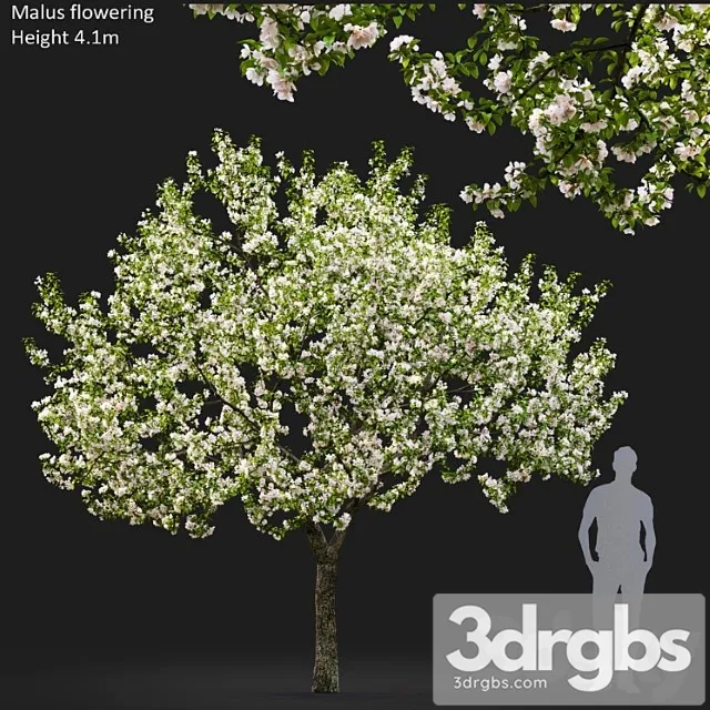 Malus flowering _1