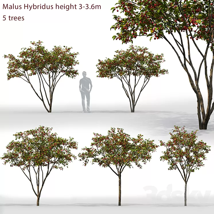 Malus Hybridus 1 3D Model