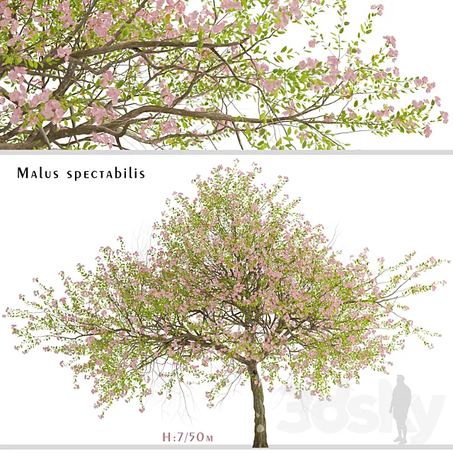 Malus spectabilis Tree (Chinese Flowering Crabapple) (1 Tree) 3D Model