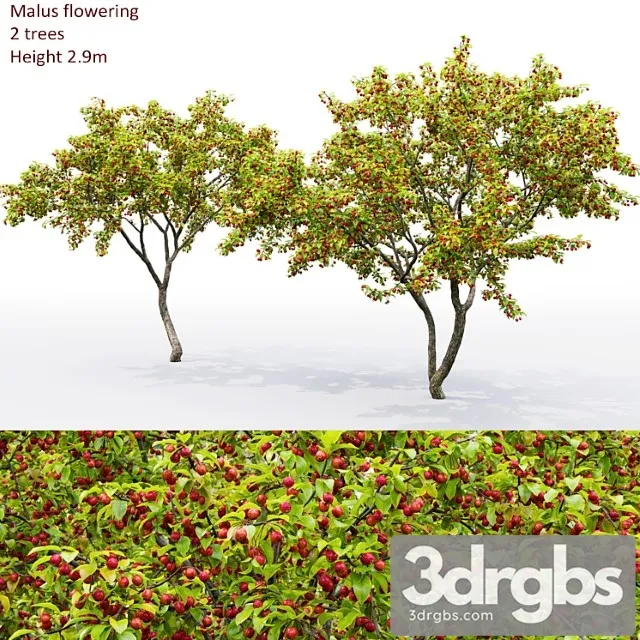 Malus Tree Free Download