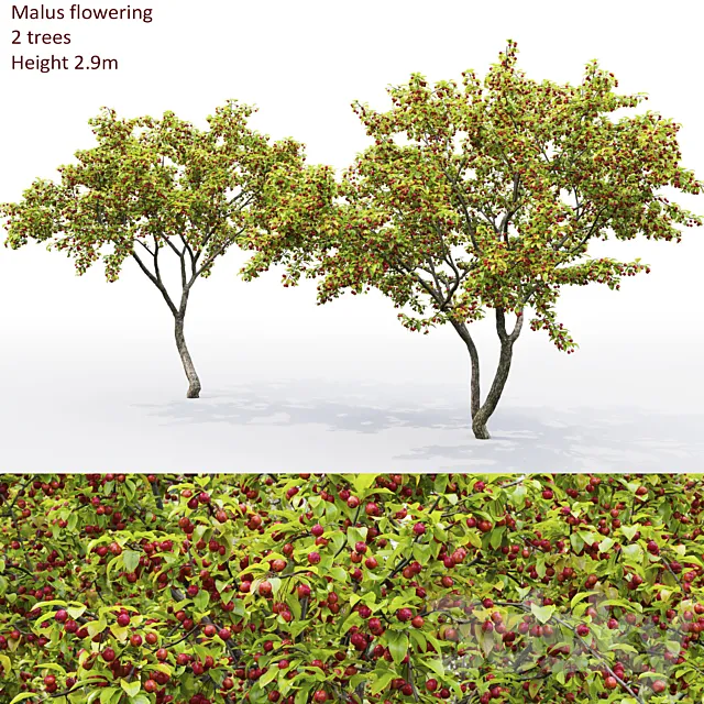 Malus  tree 3D Model