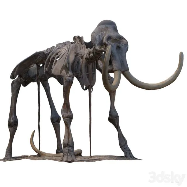Mammoth skeleton 3D Model