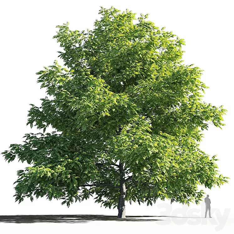 Manchurian Walnut (Juglans mandshurica) 3D Model