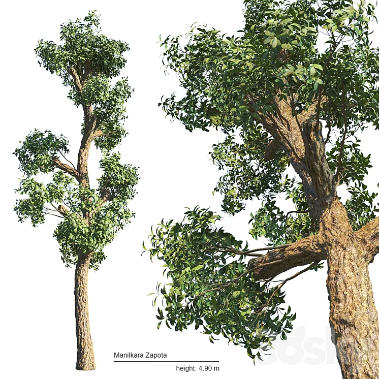 Manilkara Zapota tree 3D Model Free