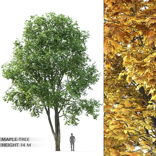 Maple 002 3D Model
