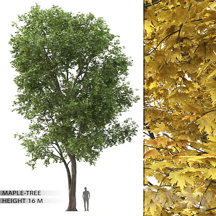 Maple 3D Model