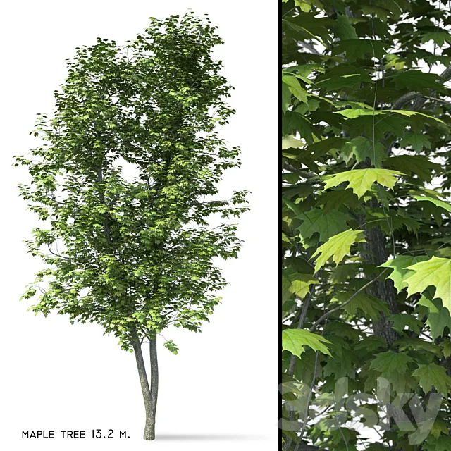 Maple (Ácer platanoídes) 13 meters Free Download