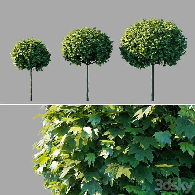 Maple acutifoliate Globosum Acer platanoides Globosum 3D Model
