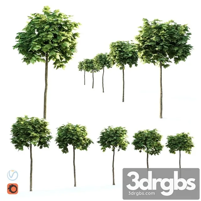 Maple Globular 3D Model Free