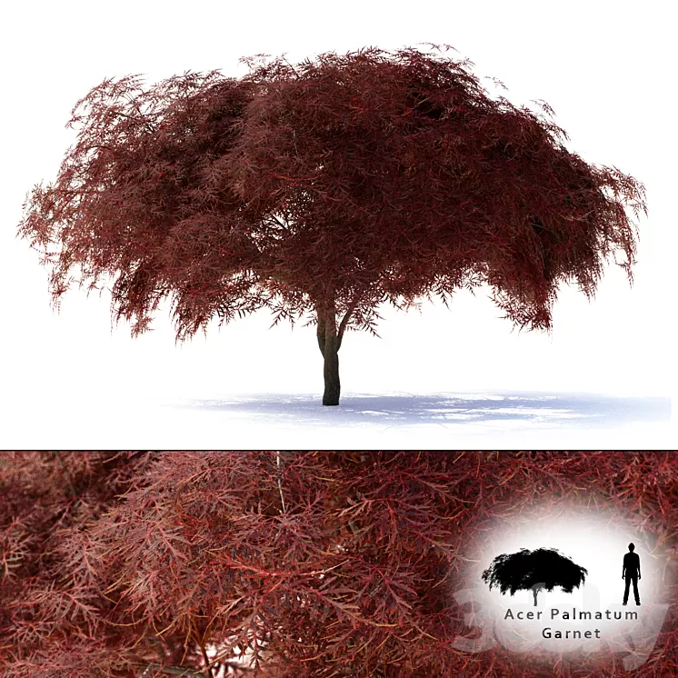 Maple Japanese | Acer palmatum Garnet 3D Model