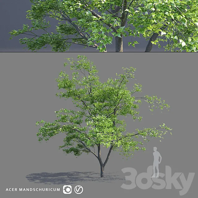 Maple Manchurian tree | Acer mandschuricum 3DModel