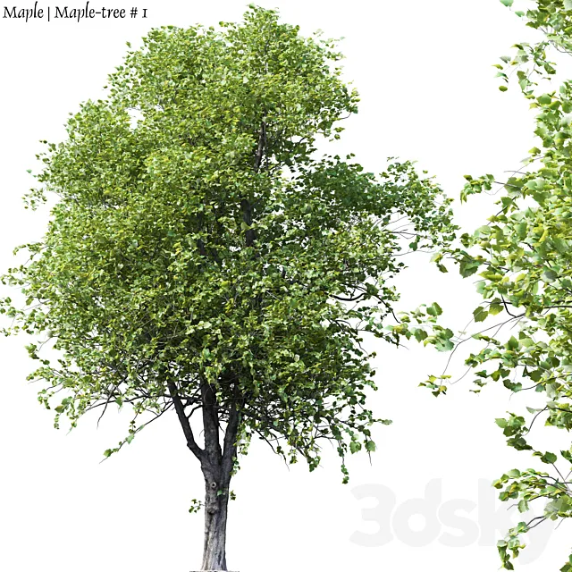 Maple | Maple-tree # 1 3DModel