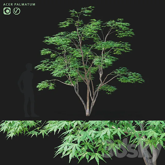 Maple palm tree | Acer palmatum 3D Model
