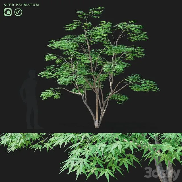 Maple palm tree Acer palmatum 3D Model