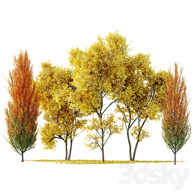 Maple Sapindaceae and Acer Saccharinum Fall trees 3D Model