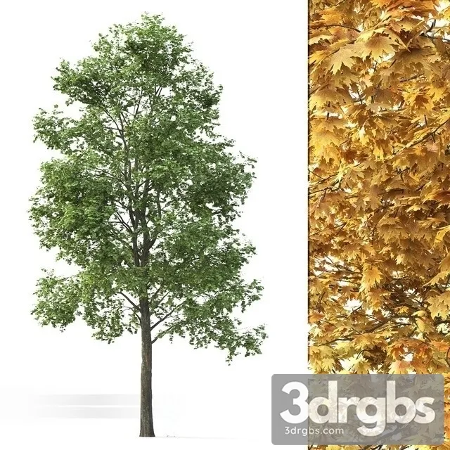 Maple Tree 3D Model Download