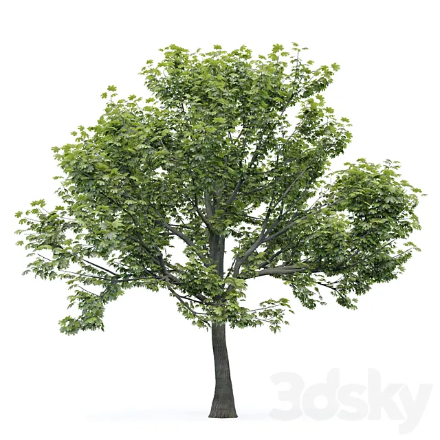 Maple tree 3DModel