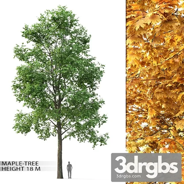 Maple Tree 7 Free Download