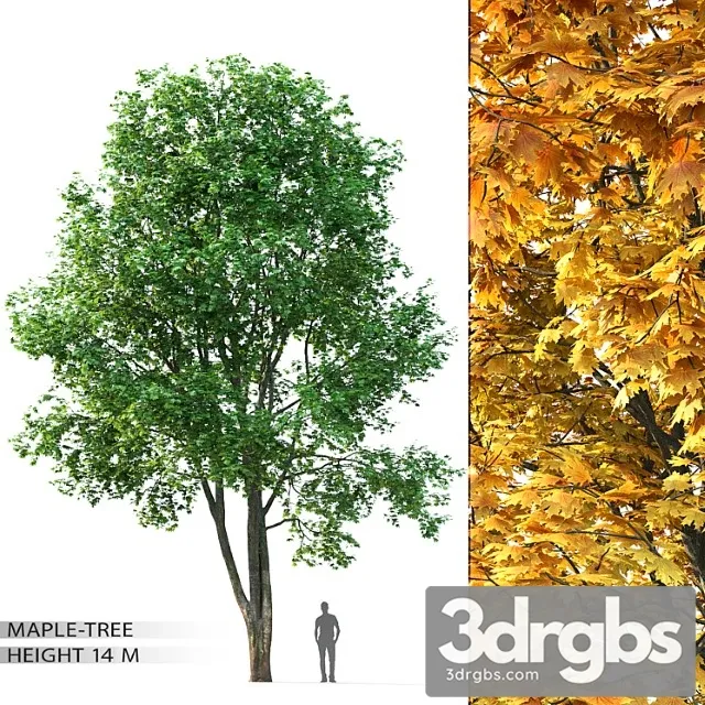 Maple Tree 8 Free Download