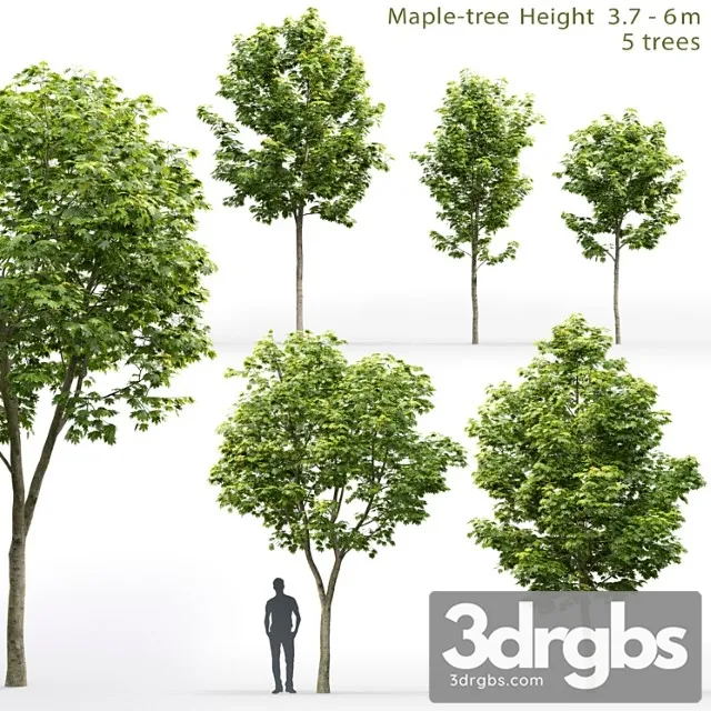 Maple Tree 9 Free Download
