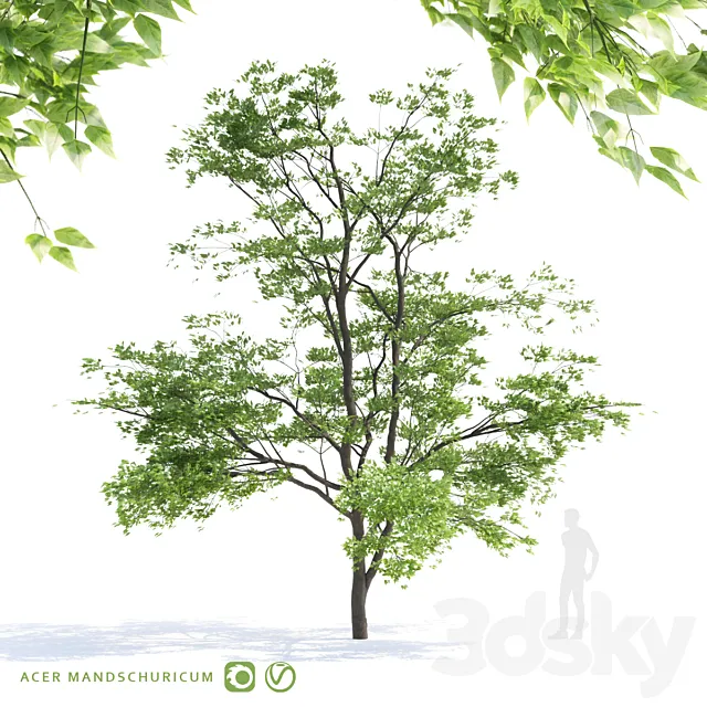 Maple tree Manchu | Acer mandschuricum v2 Free Download