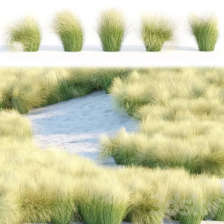 Maram Grass collection vol 155 3D Model Free