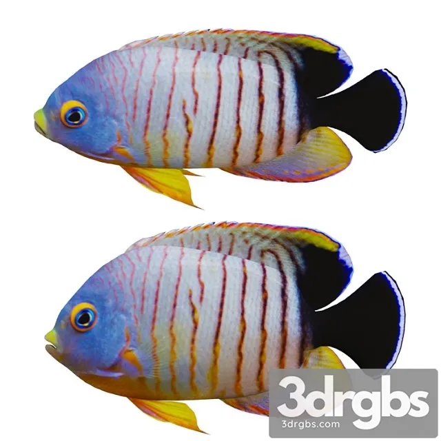 Marine Fish 3D Model Free