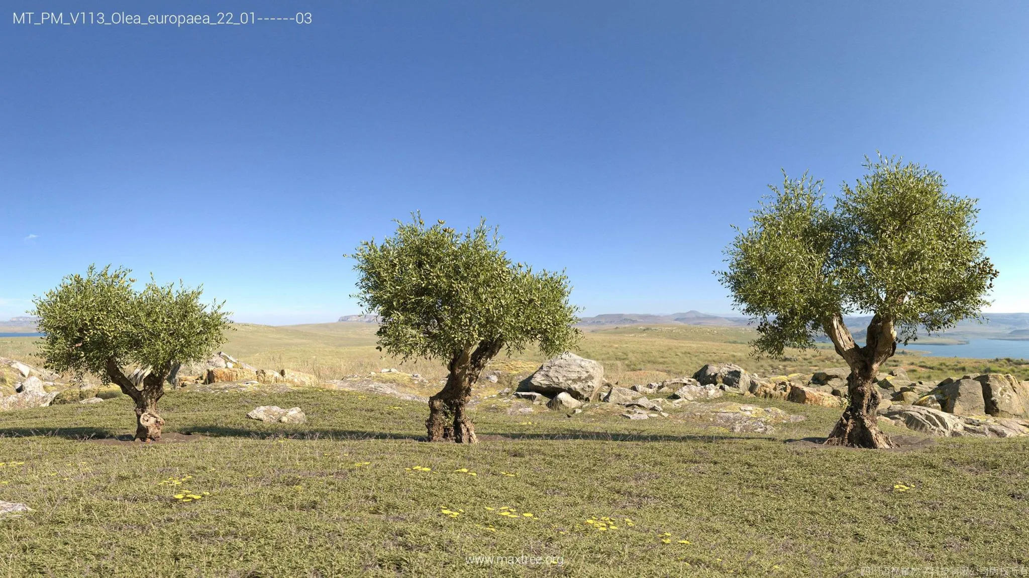 Maxtree - Plant Models Vol 113